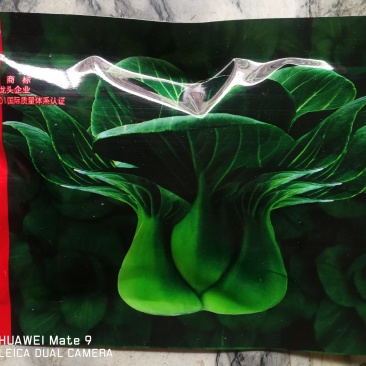 四季黑叶苏州青。其身矮基部大束腰紧叶片椭圆叶色深绿叶柄宽