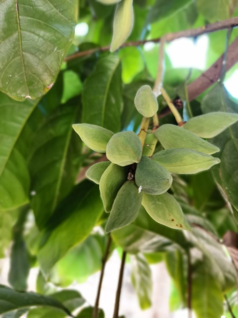 凤眼果，六旺果，萍婆果，六旺树，风景树