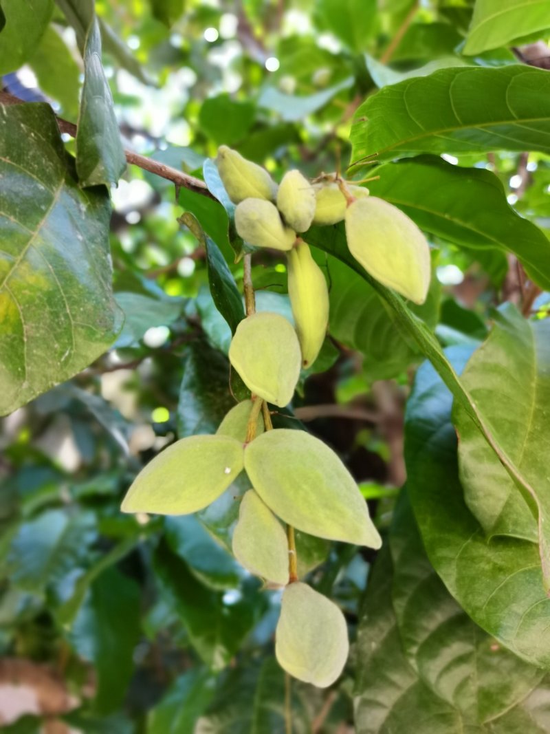 凤眼果，六旺果，萍婆果，六旺树，风景树