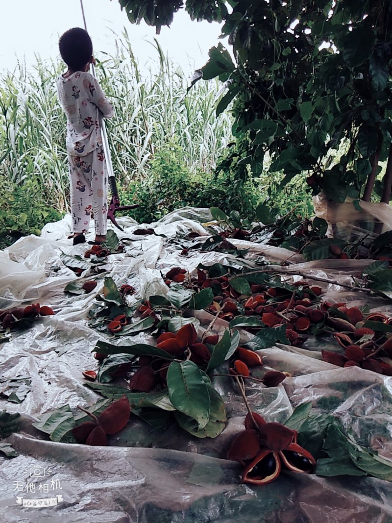 凤眼果，六旺果，萍婆果，六旺树，风景树