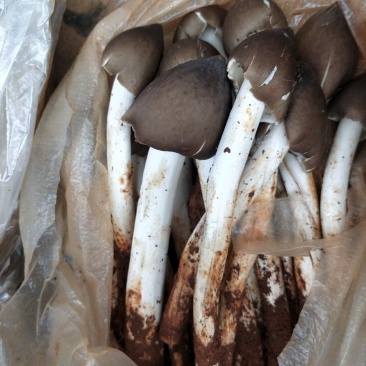 天然野生菌，又叫鸡枞菌，来自大自然馈赠，支持线上交易。