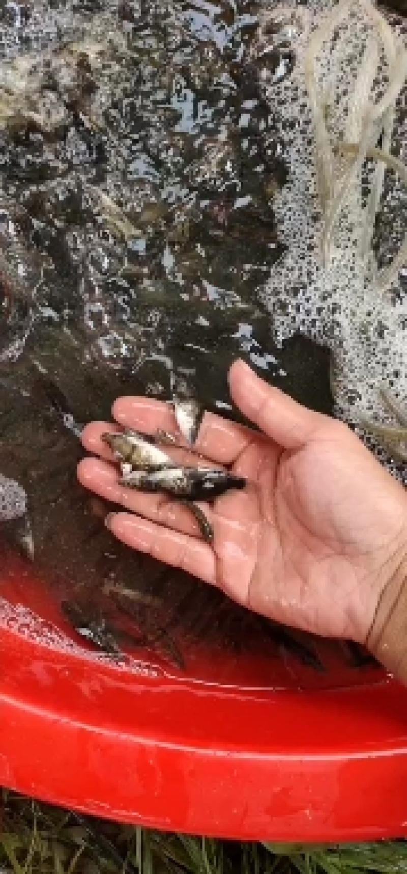 鳜鱼苗
