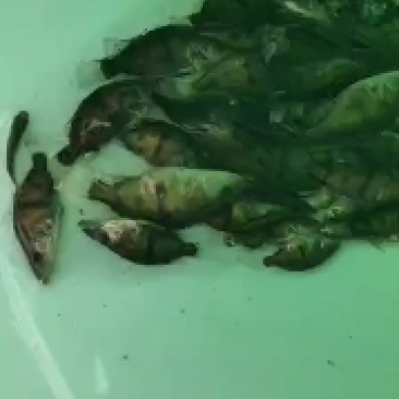 鳜鱼苗