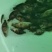 鳜鱼苗