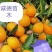 正宗脆蜜金桔苗脆蜜金桔苗大果金桔苗