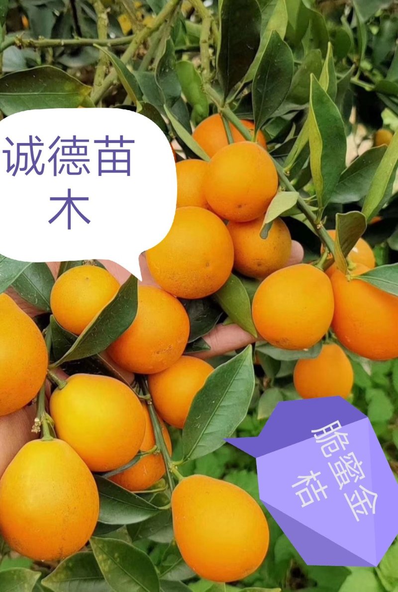 正宗脆蜜金桔苗脆蜜金桔苗大果金桔苗