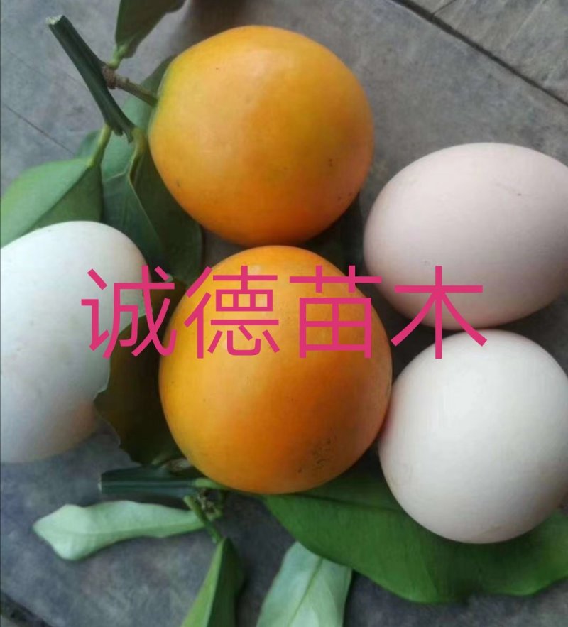 正宗脆蜜金桔苗脆蜜金桔苗大果金桔苗