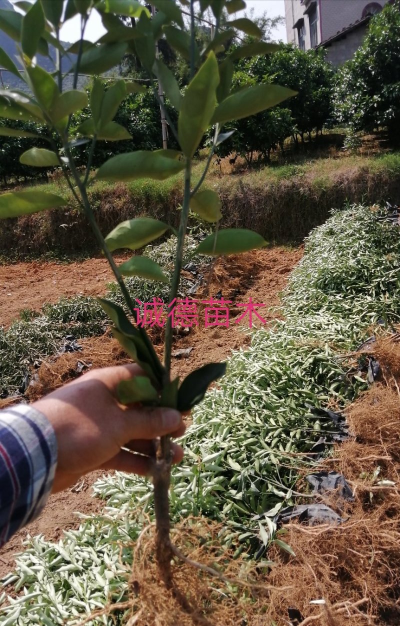 正宗脆蜜金桔苗脆蜜金桔苗大果金桔苗