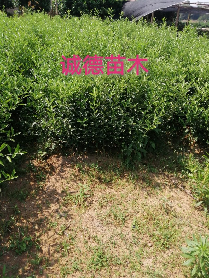 正宗脆蜜金桔苗脆蜜金桔苗大果金桔苗