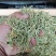 漯河百亩金银花持续产新！欢迎新老客户下单