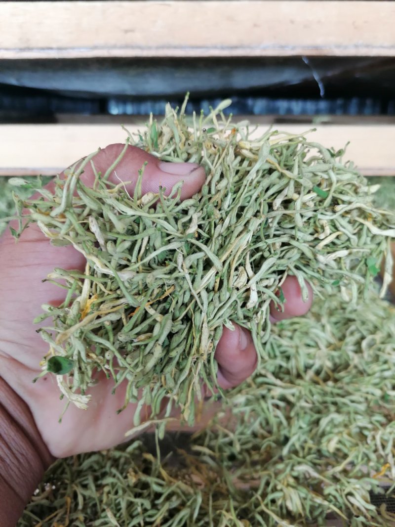 漯河百亩金银花持续产新！欢迎新老客户下单