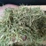 漯河百亩金银花持续产新！欢迎新老客户下单