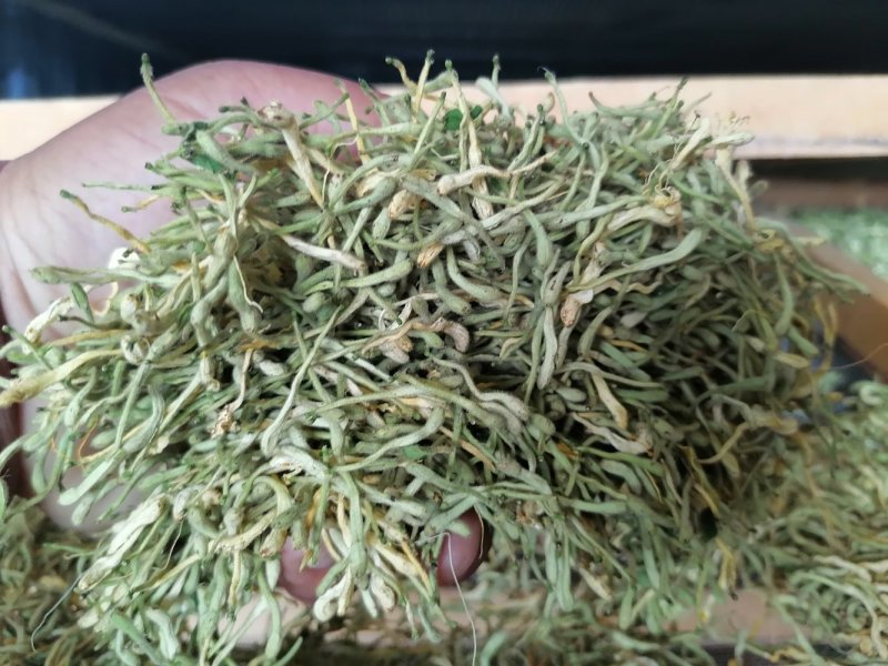 漯河百亩金银花持续产新！欢迎新老客户下单