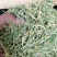 漯河百亩金银花持续产新！欢迎新老客户下单