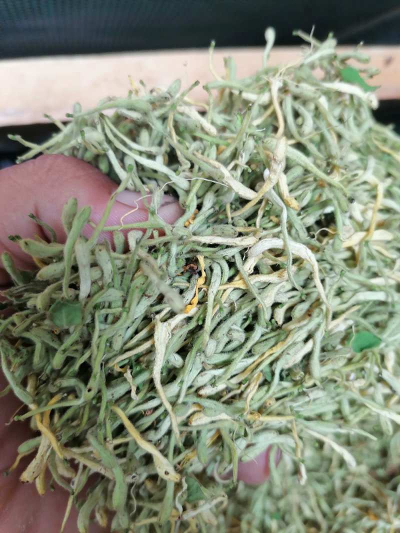 漯河百亩金银花持续产新！欢迎新老客户下单