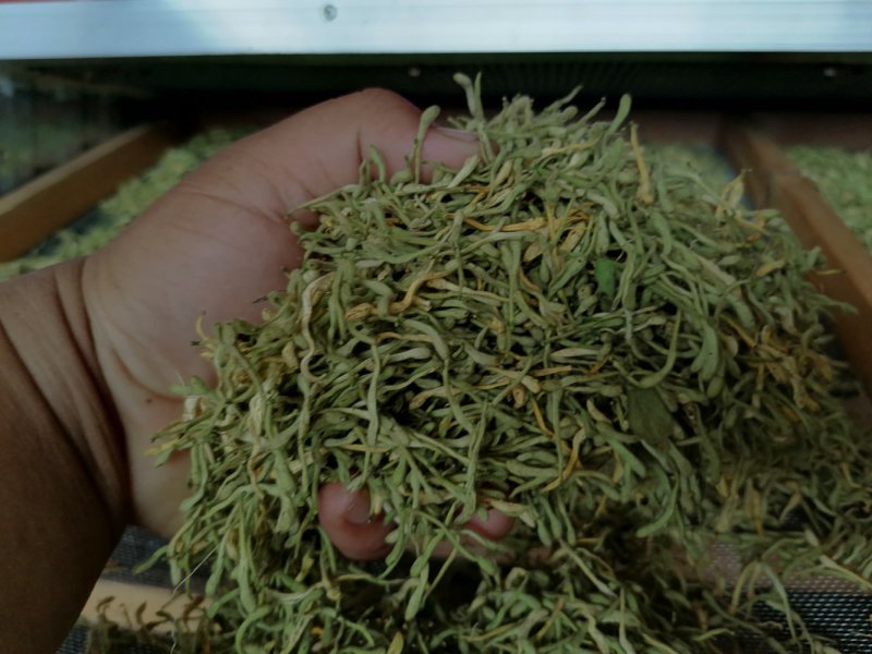 漯河百亩金银花持续产新！欢迎新老客户下单