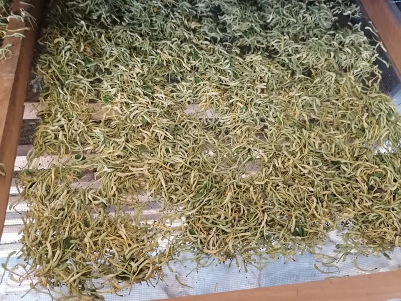 漯河百亩金银花持续产新！欢迎新老客户下单