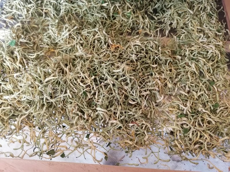 漯河百亩金银花持续产新！欢迎新老客户下单