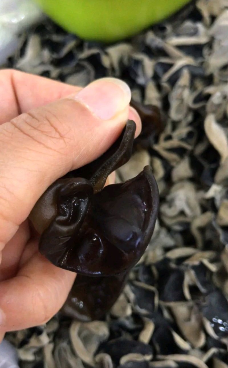 秋木耳厚耳质量非常好