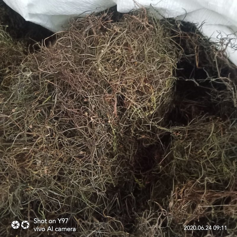 江西赣州市纯野生的真品蛇舌草