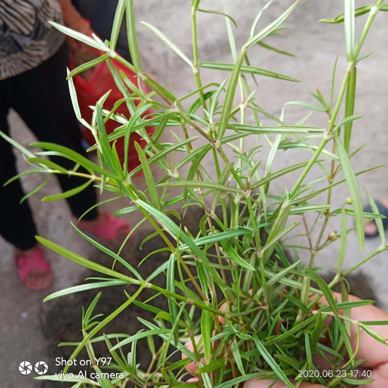 江西赣州市纯野生的真品蛇舌草