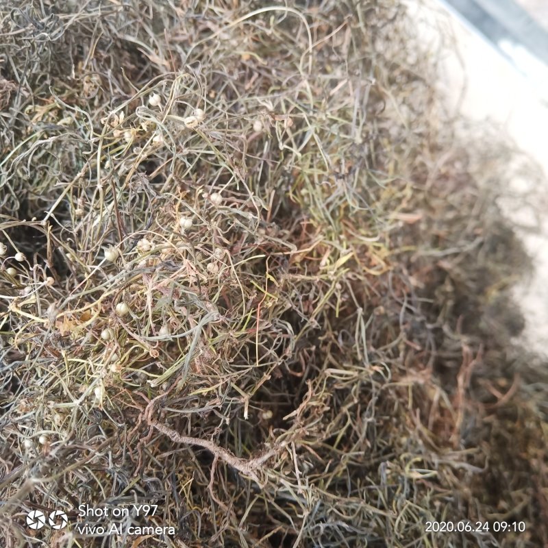 江西赣州市纯野生的真品蛇舌草