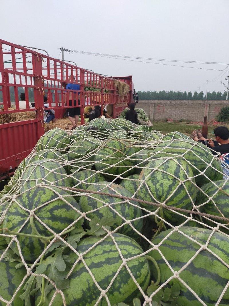 【大量上市中】金城五号西瓜，石头瓜A级品质对接一条龙服务