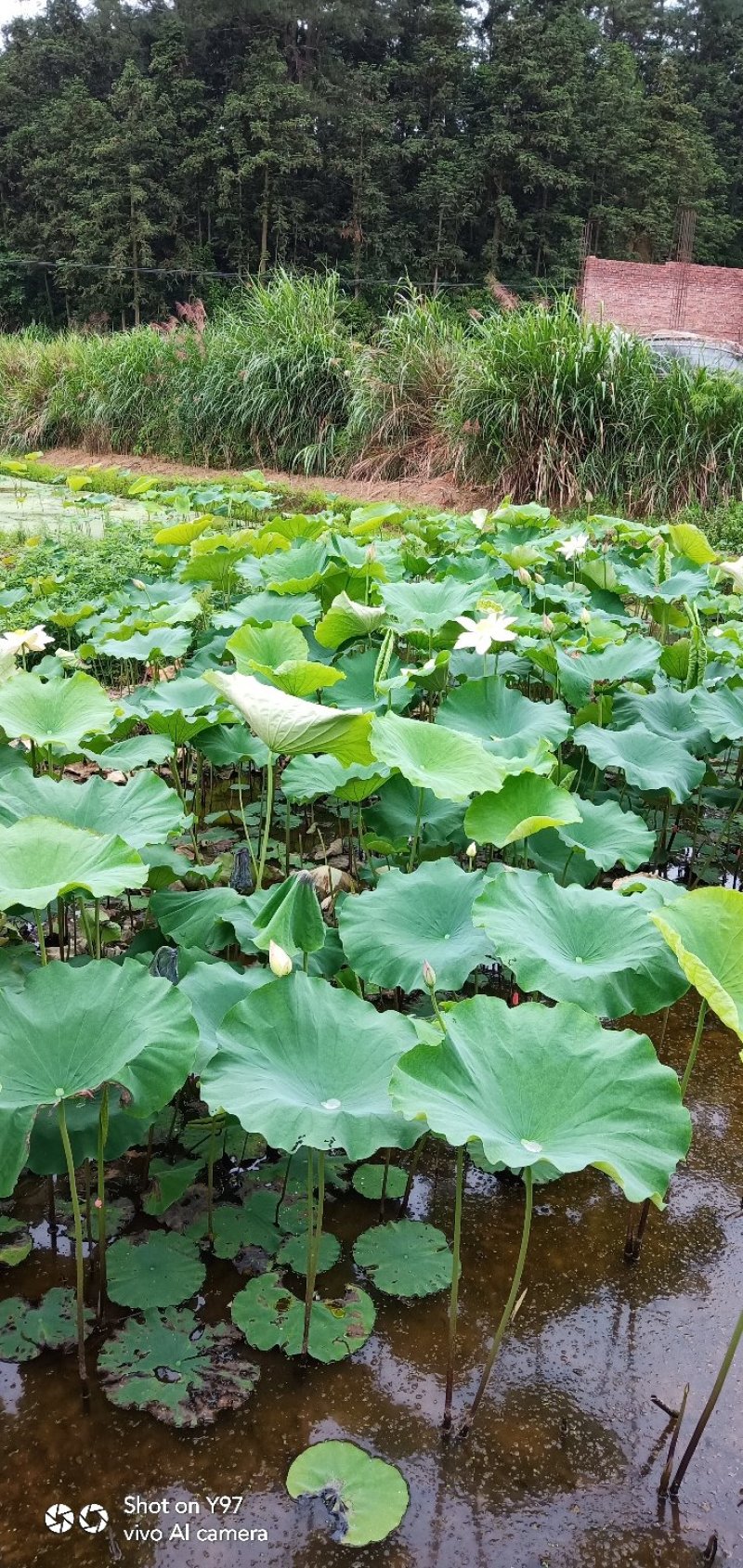 来自大山农村山泉水无污染莲子健康美食