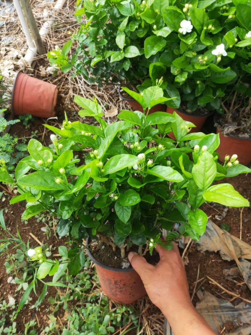 茉莉花苗，窝苗，袋苗，棵苗各种规格整车批发