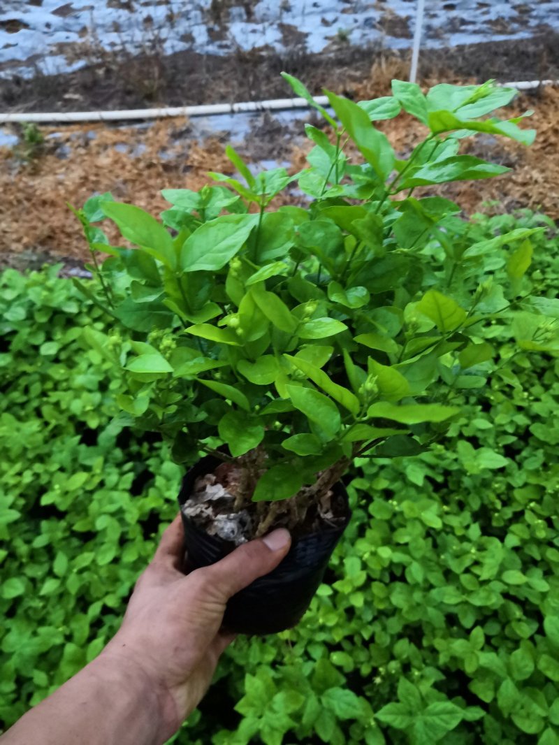 茉莉花苗，窝苗，袋苗，棵苗各种规格整车批发