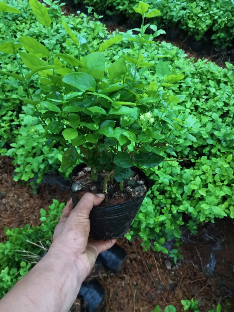 茉莉花苗，窝苗，袋苗，棵苗各种规格整车批发