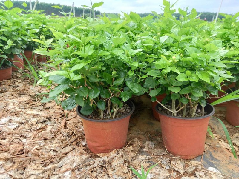 茉莉花苗，窝苗，袋苗，棵苗各种规格整车批发