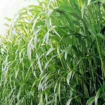 进口高丹王草种子杂交王草种子亩用量6斤养殖牛羊猪畜牧草