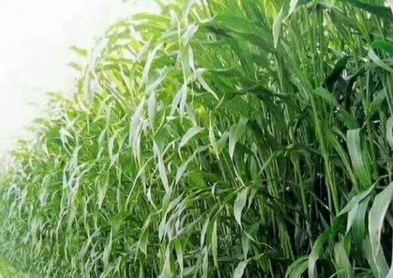 进口高丹王草种子杂交王草种子亩用量6斤养殖牛羊猪畜牧草