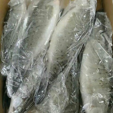 海鲈鱼厂家直销，质量很好
