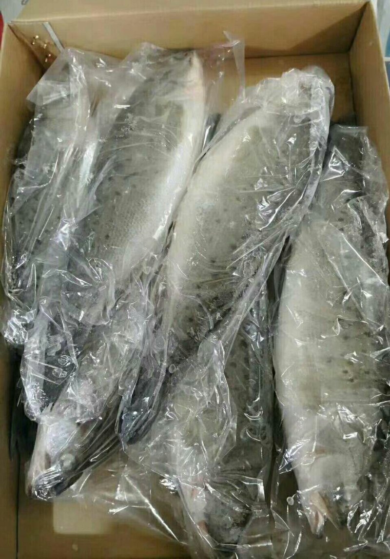 海鲈鱼厂家直销，质量很好