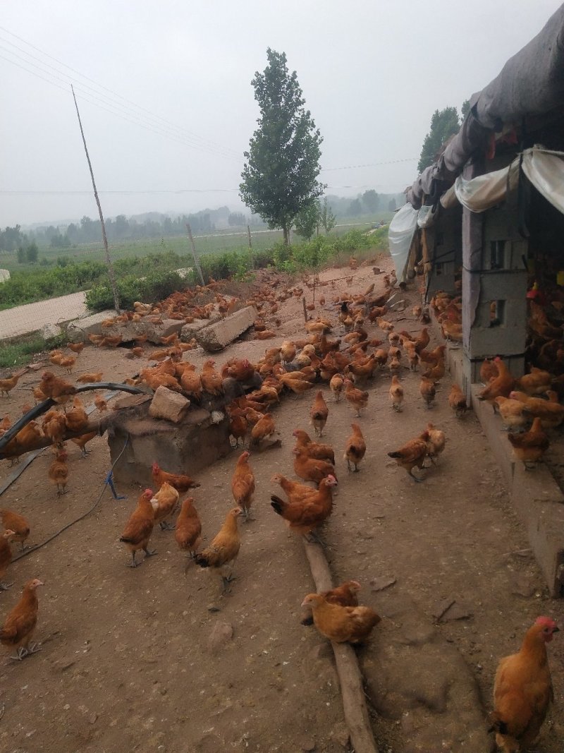 脱温放养土鸡苗