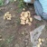 【实图拍摄】河北土豆沃土，荷兰十五，806现挖淀粉含量高