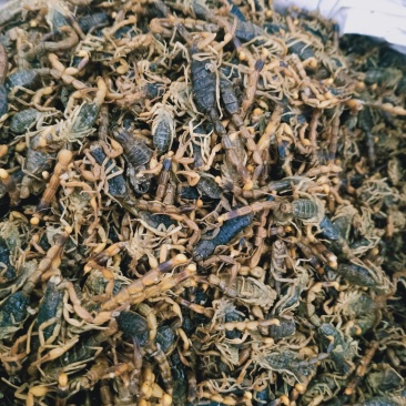 蝎子全蝎药用蝎子各种规格清水淡盐全虫