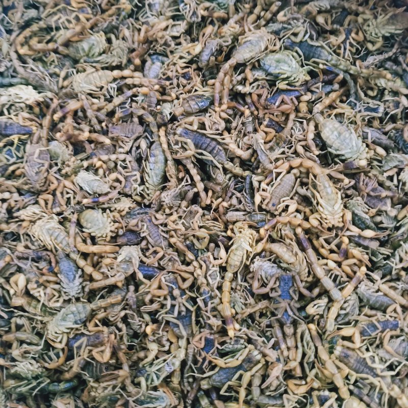 蝎子全蝎药用蝎子各种规格清水淡盐全虫