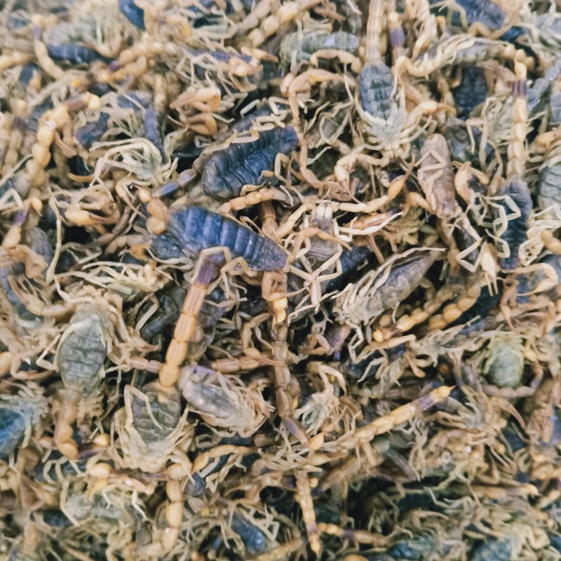 蝎子全蝎药用蝎子各种规格清水淡盐全虫