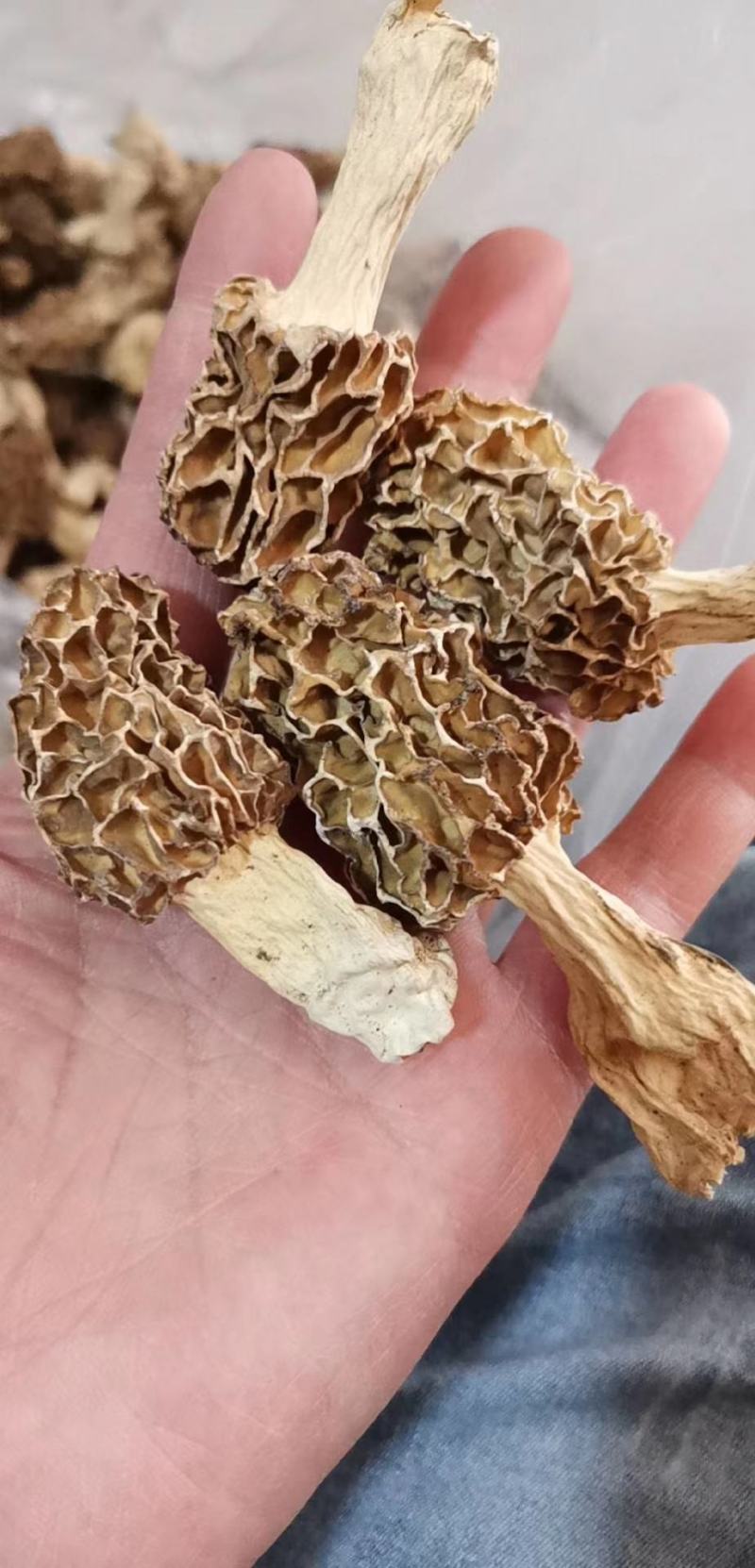 羊肚菌