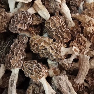 羊肚菌