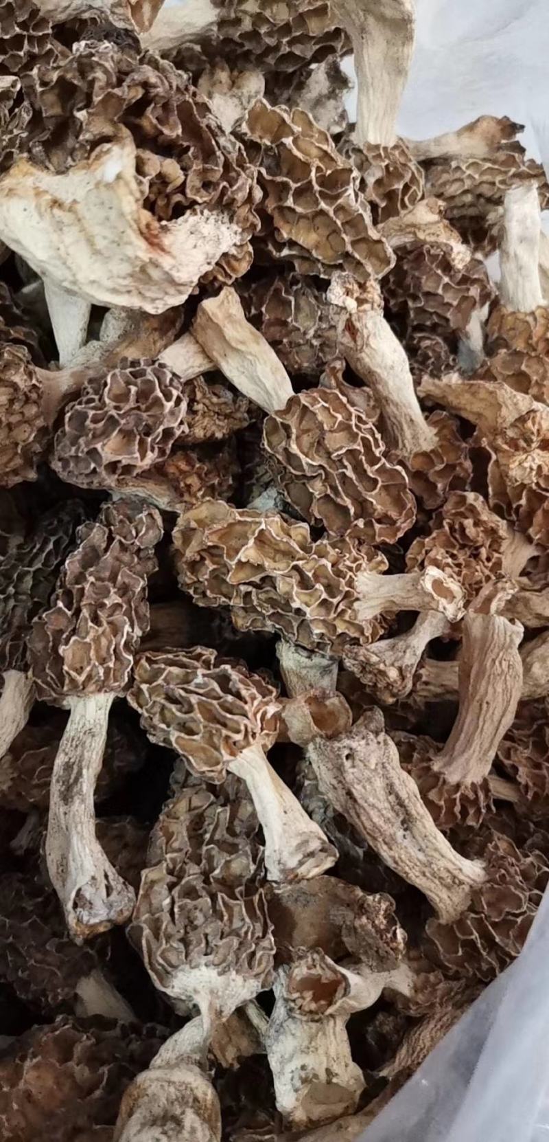 羊肚菌