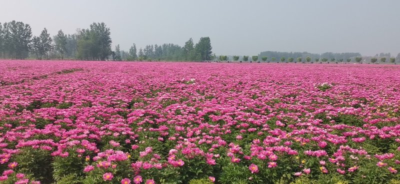 中药材白芍、绿化白芍、园林种植、园区绿化白芍种苗