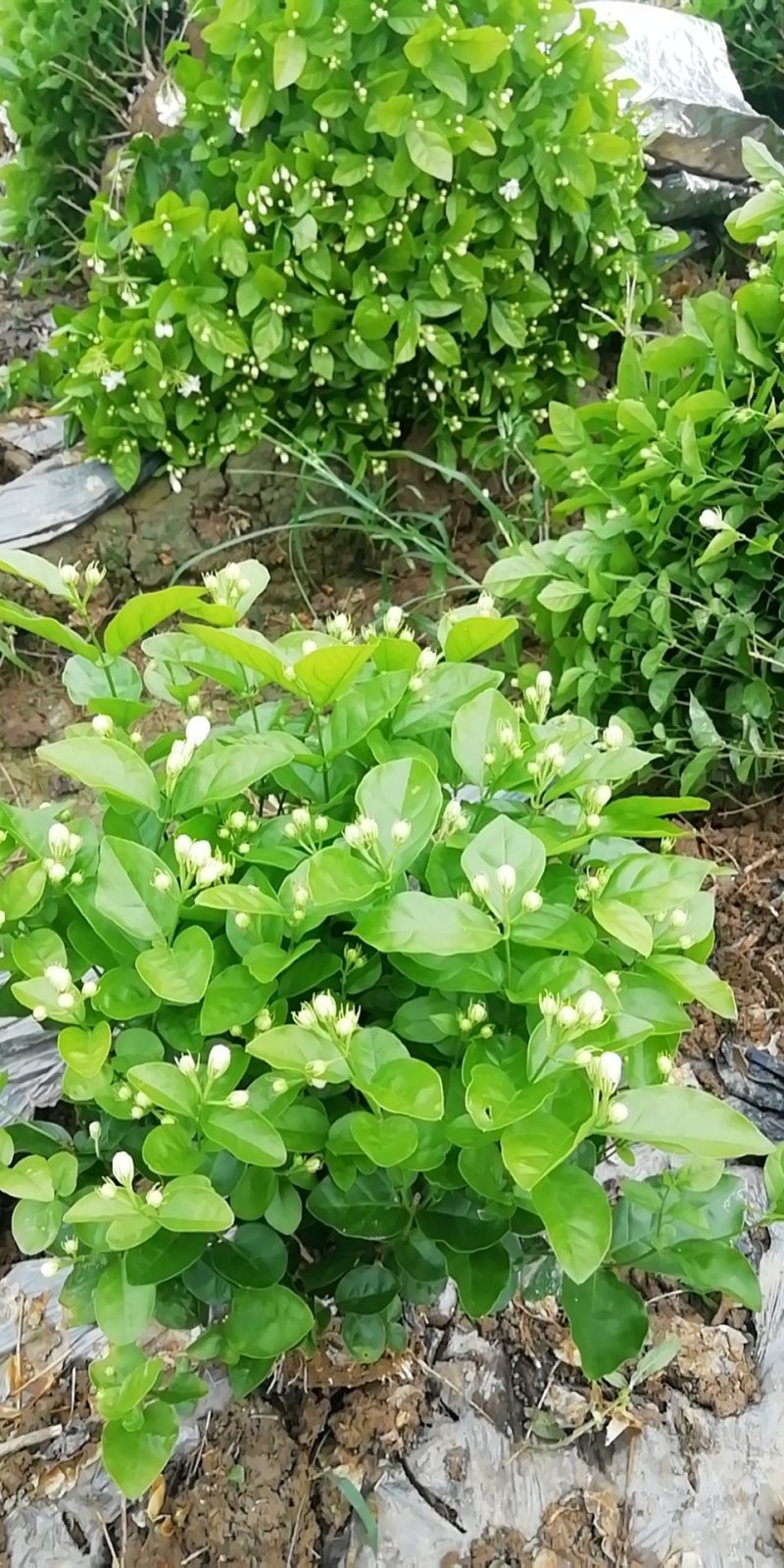 茉莉花苗，大量供应，盆苗，花卉盆景，多种规格