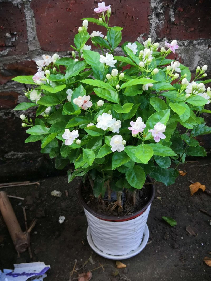 茉莉花苗，大量供应，盆苗，花卉盆景，多种规格