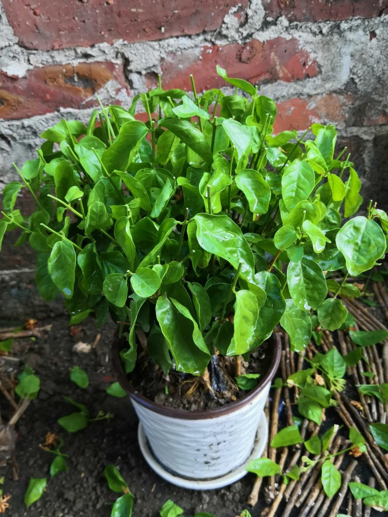 茉莉花苗，大量供应，盆苗，花卉盆景，多种规格