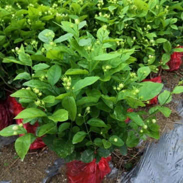 茉莉花苗，大量供应，盆苗，花卉盆景，多种规格