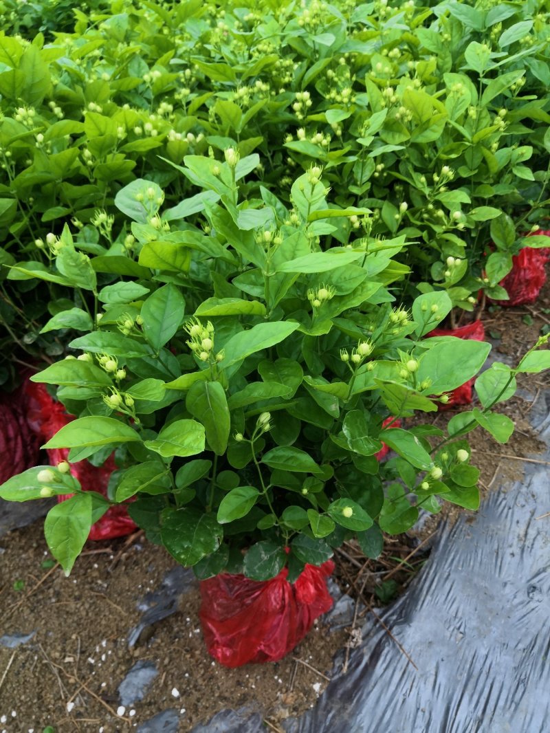 茉莉花苗，大量供应，盆苗，花卉盆景，多种规格
